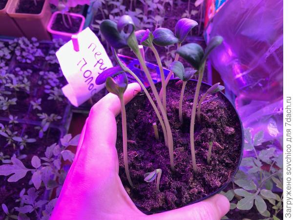 Арбузы вытянуты (света не хватает, но мне это только на руку). Посажены для прививки на лагенарию.