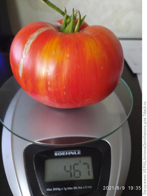 Прекрасный король