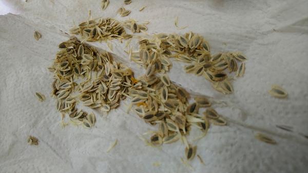 Они по 7 мм примерно.