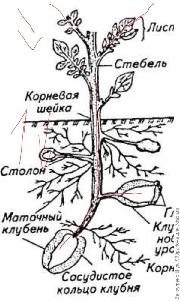 Как уходит яд из клубней?