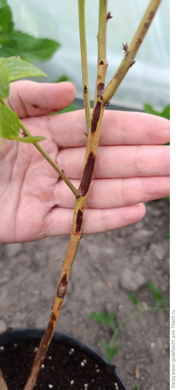 Пятна на стволах голубики