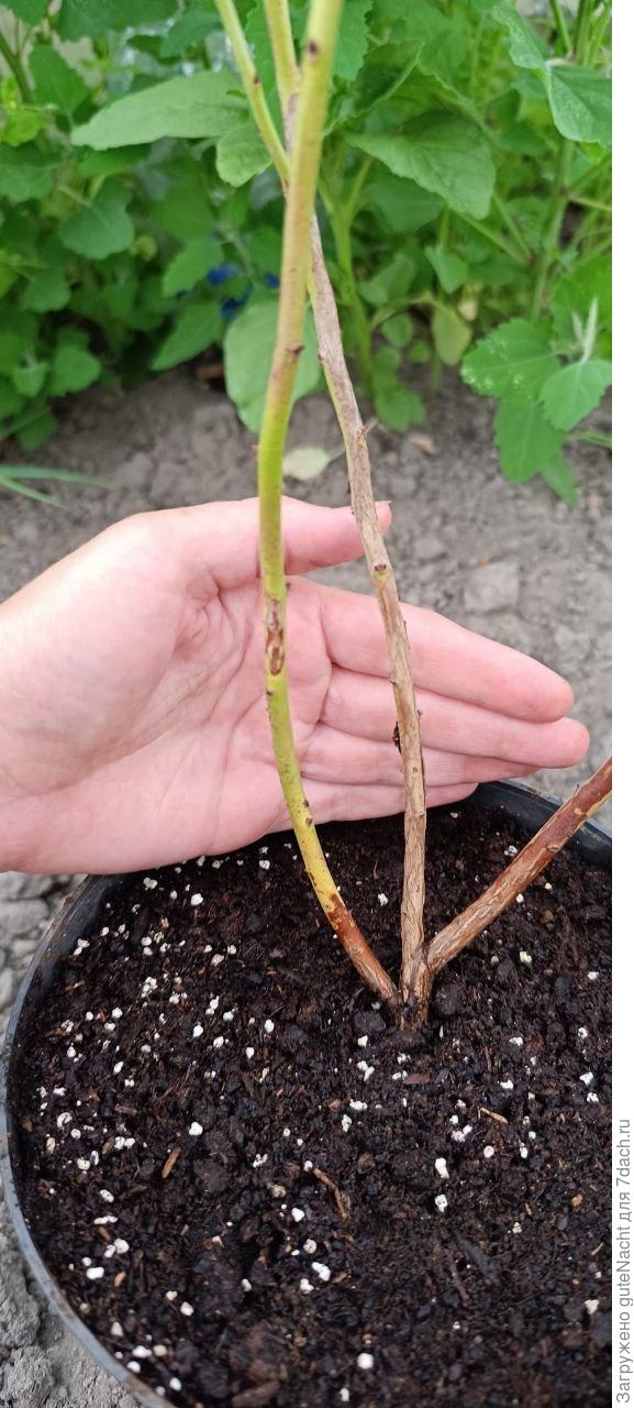 Пятна на стволе голубики