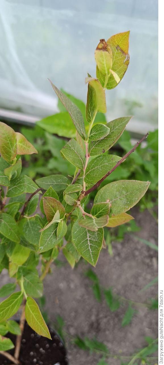 Почерневшие верхушки побегов голубики