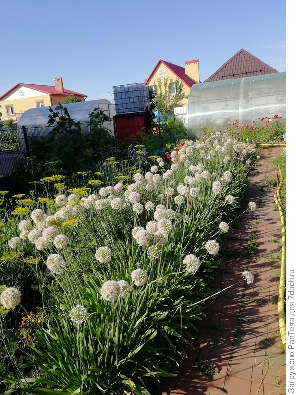 цветет слизун