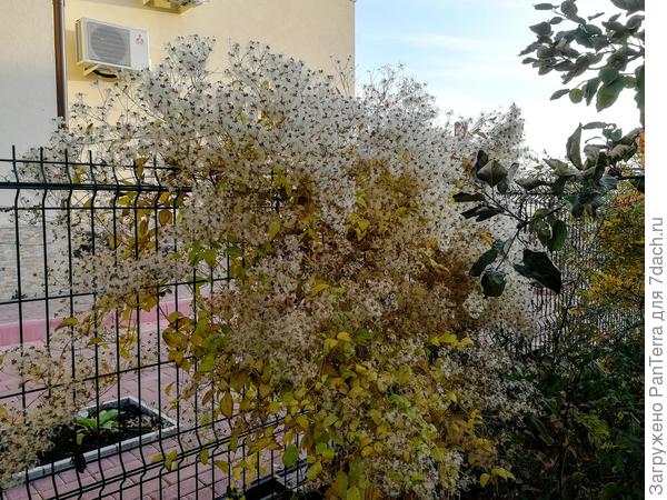 клематис мелкоцветковый осенью