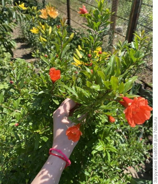 Вот так цвел