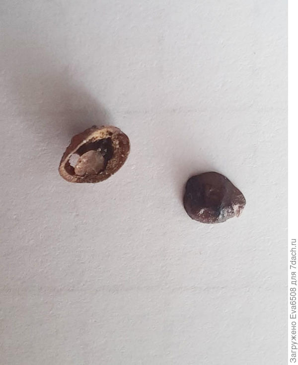 как бы панцирь