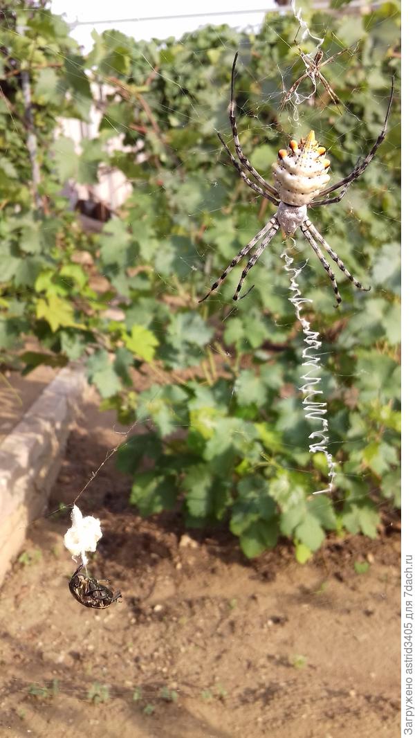 А внизу на паутине узник, которого она &quot;выпьет&quot; на ужин вместо кефира. В полость своих жертв Аргиопы впрыскивают разжижающий яд, а после выпивают содержимое.