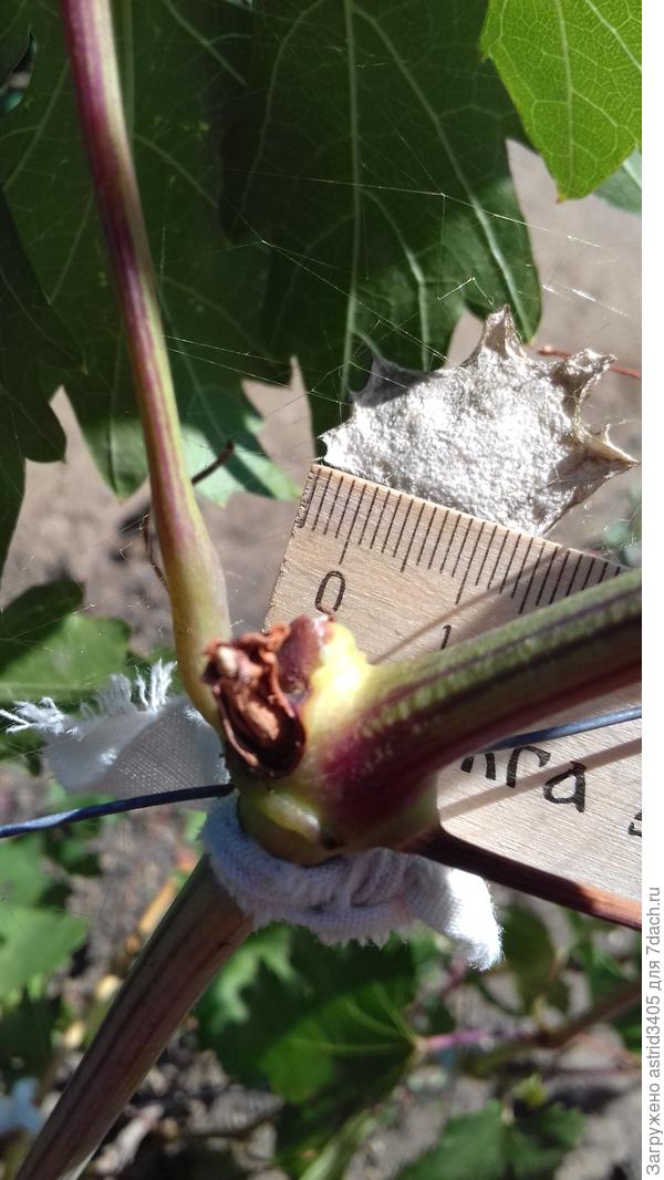 Кокон Аргиопы лобата можно принять за семенную коробочку