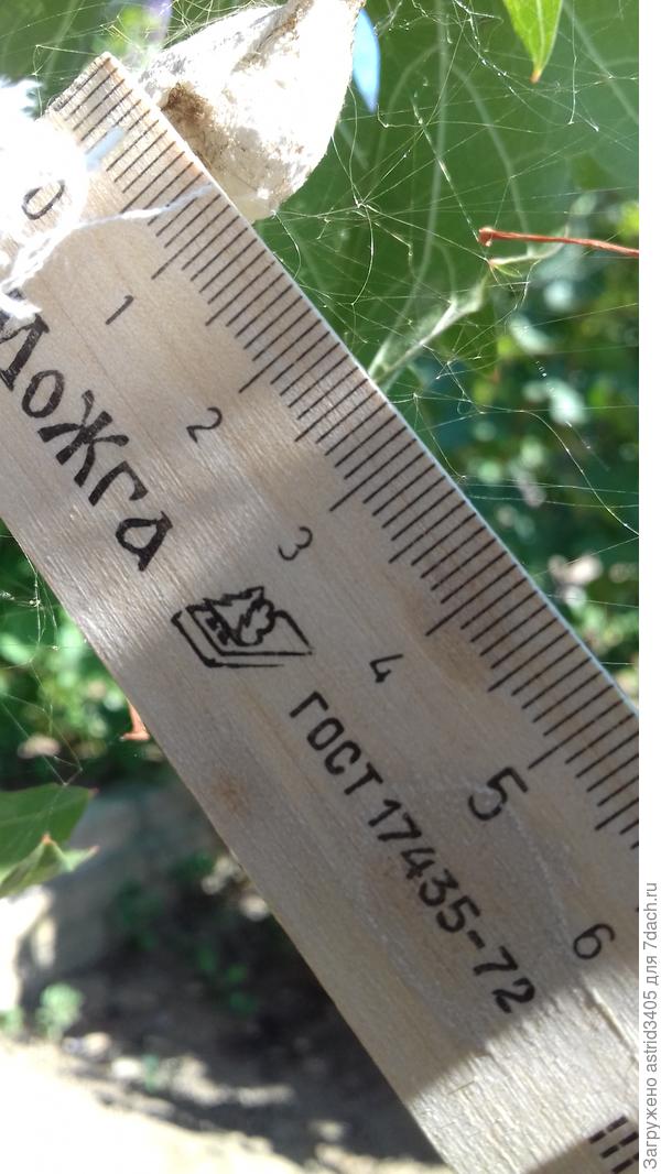 Замерить высоту было самым сложным, боялись повредить паутину, на которой висит этот инкубатор