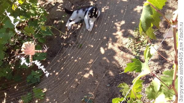 Слева паучиха. а в правом верхнем углу кокон с яйцами.