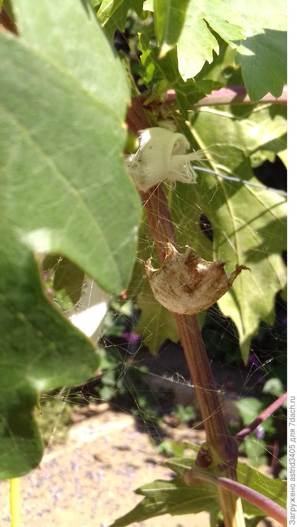 Эта &quot;каретка&quot; чуть меньше.