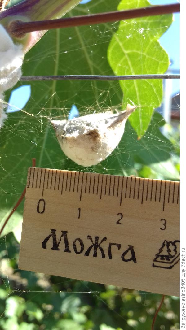 А тут похож на пельмень)))