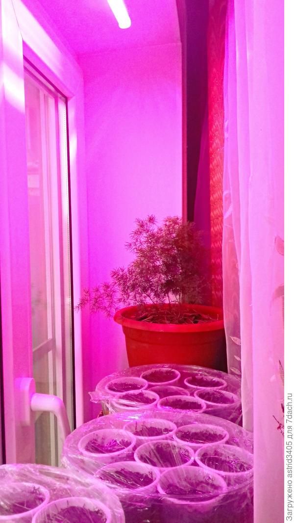 Посеяла Лобелию, для надёжности поставила под фитолампу.