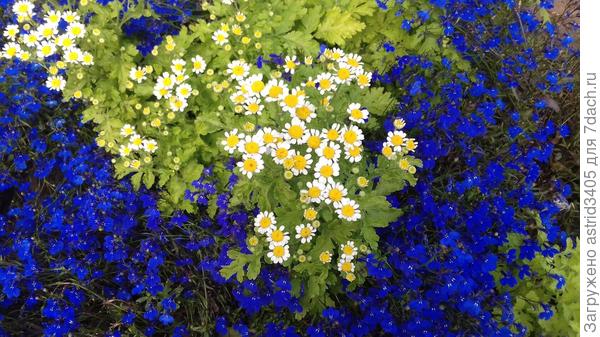 Лето 2021 года. Очаровательное сочетание яркой Лобелии с нежной зеленью незатейливой ромашки (пиретрумом девичьим).