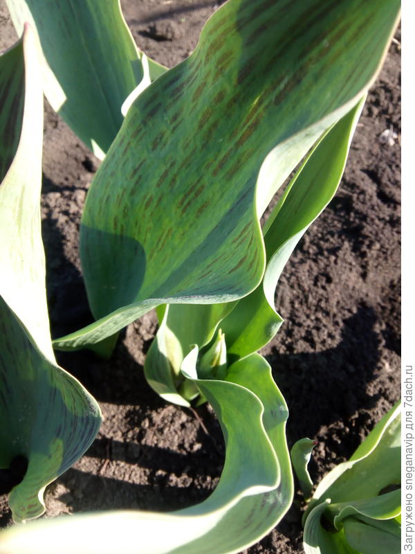 Вот моё чудо) Они здоровы???