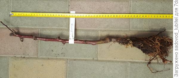 Саженец яблони однолетний на клоновом подвое