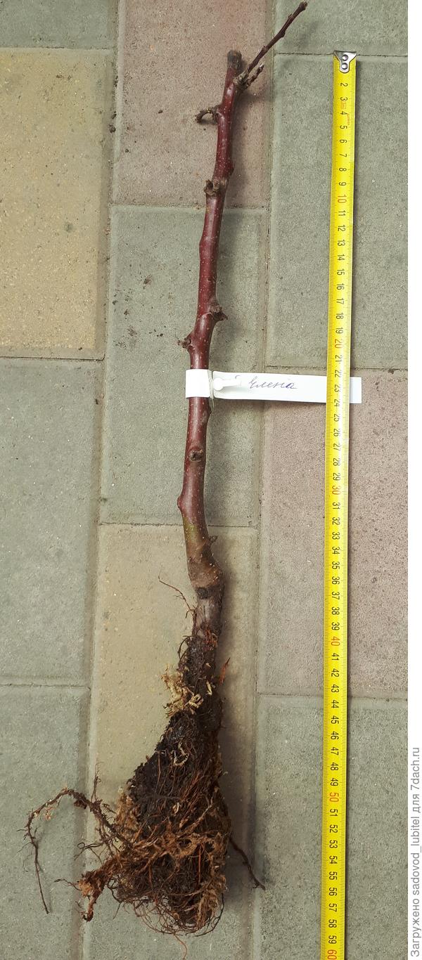 Саженец яблони однолетний на клоновом подвое