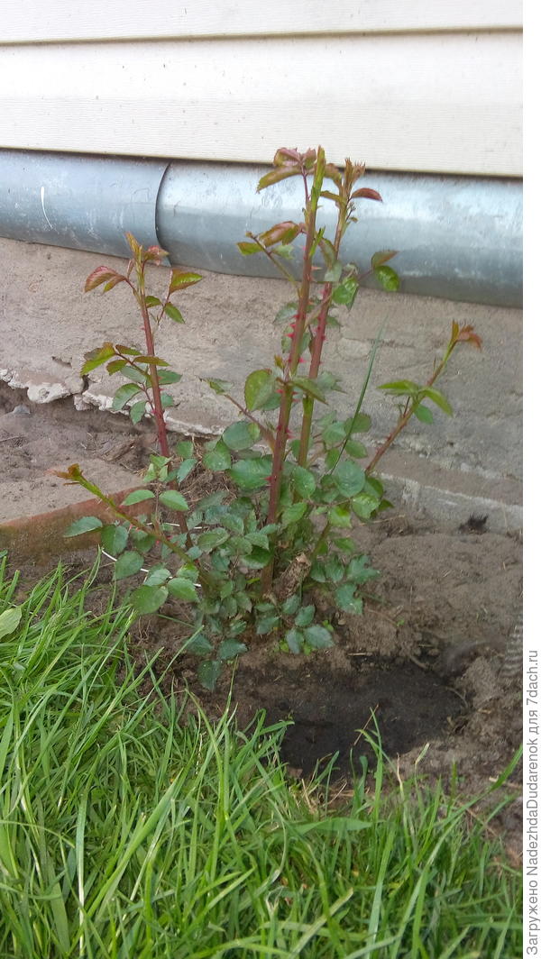 Мои розы зацветут еще не скоро.