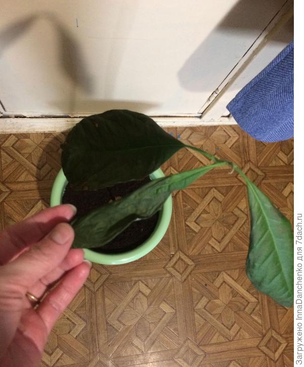 авокадо сейчас
