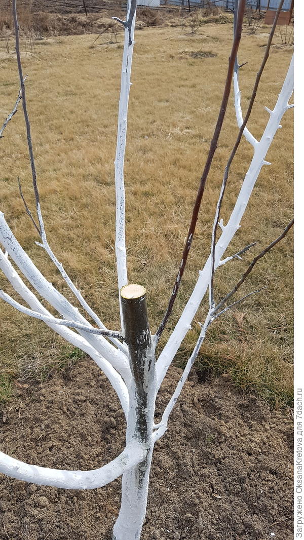 Спилила ствол до здоровой древесины