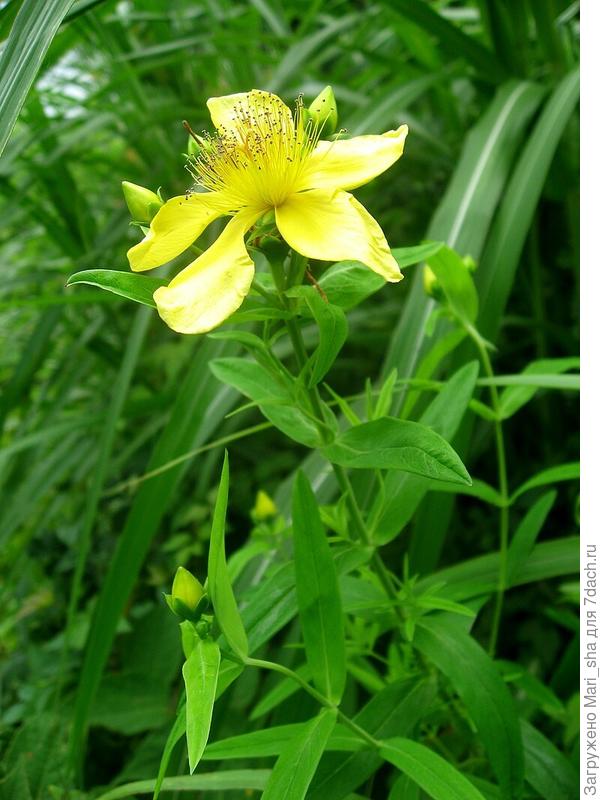 Это зверобой большой (фото из Википедии)