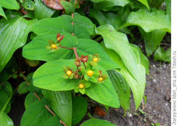Это зверобой крсильный (фото Ирины гайворонской, Никитский бот.сад, фото с сайта Плантариум)