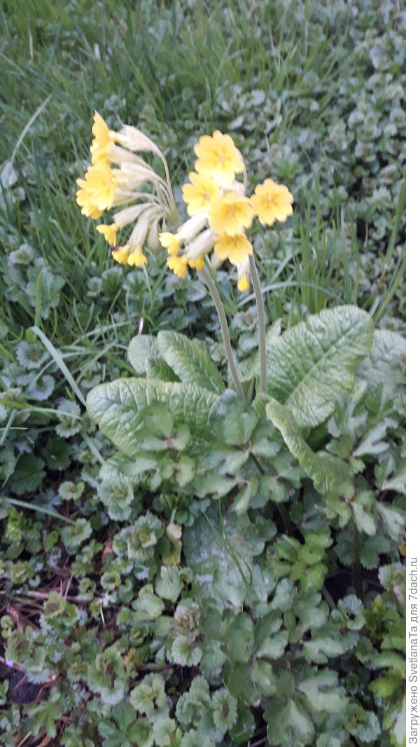 А вот мой цветущий апрель прямо во дворе. Примула.