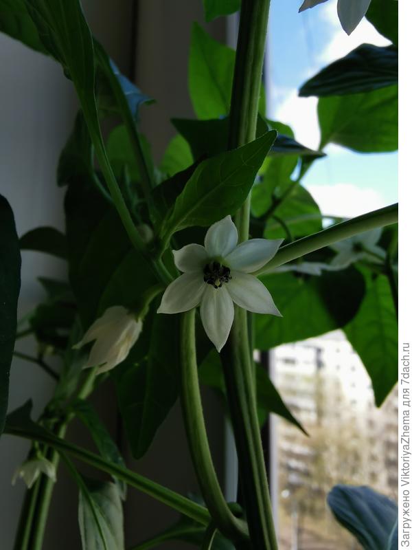 Зелёные Пальчики