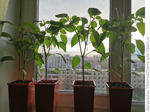 Вот такие красавцы получились Зелёные Пальчики