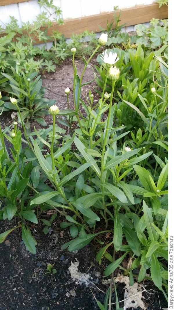 Неизвестное растение 5