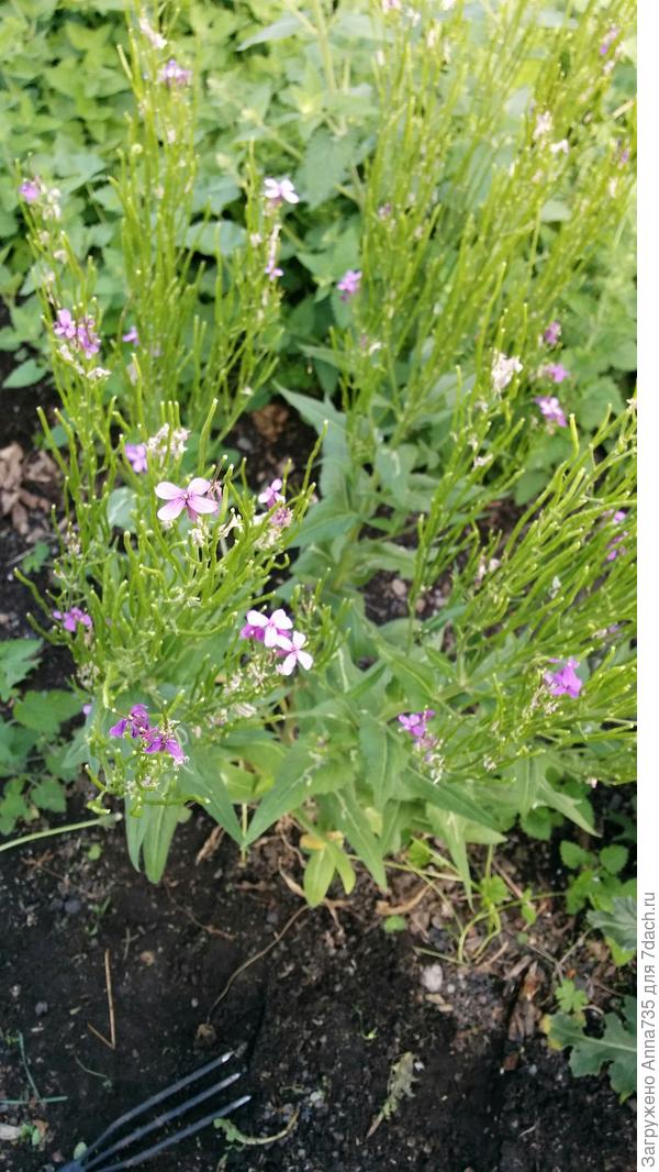 Неизвестное растение 2