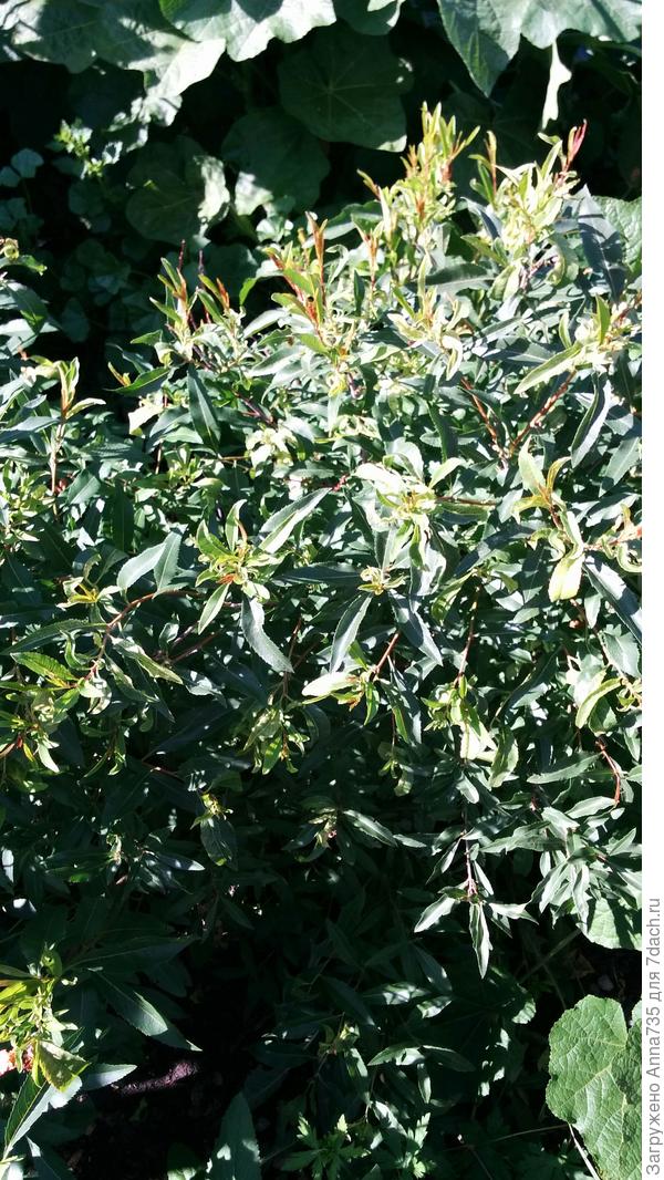 И ещё есть вот такой куст