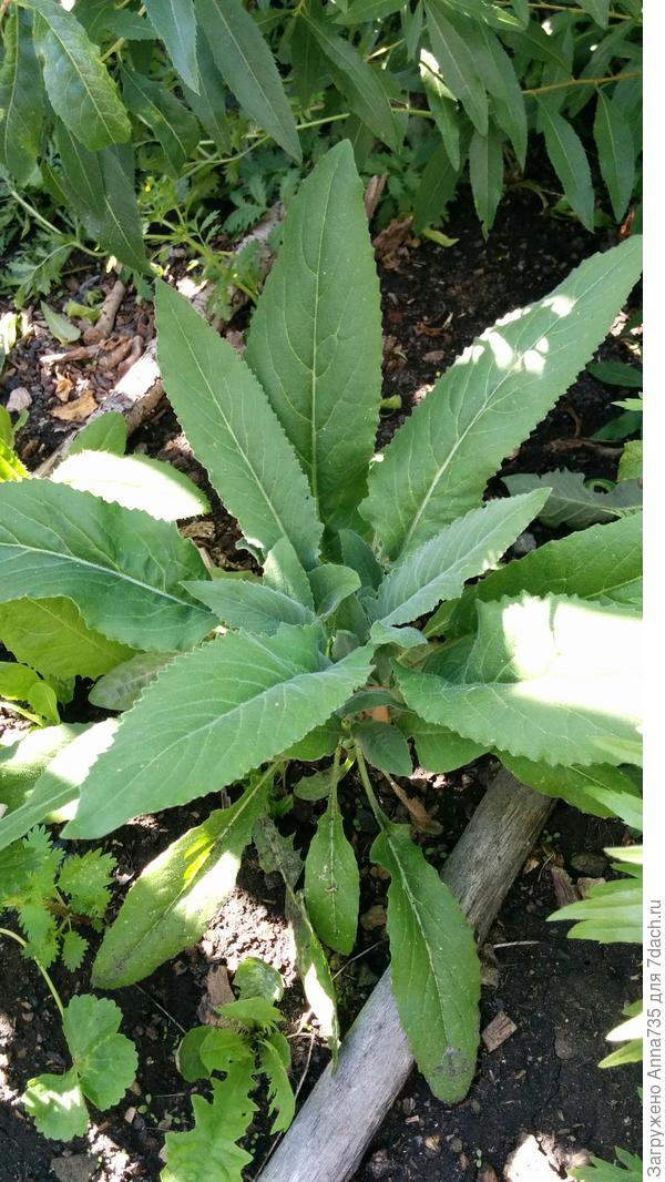 Неизвестное растение 4