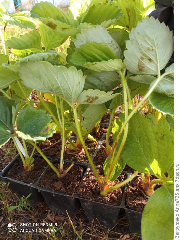 Другой сорт - Азия