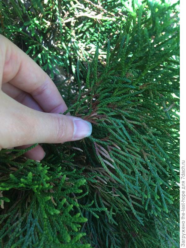 так выглядит в "зачатке"