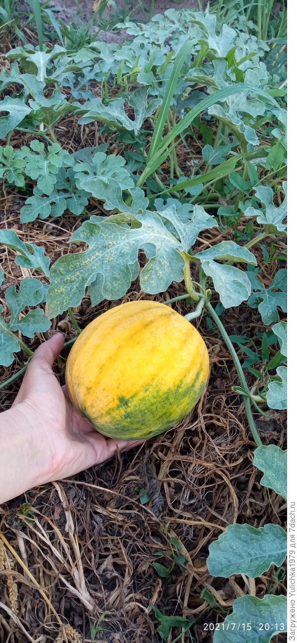 Медовый Шар F1 -  ранний, вкусный, но растрескивается от лишней влаги