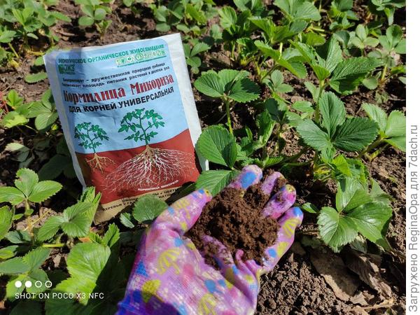 Корни от Кормилицы Микоризы мощные и крепкие