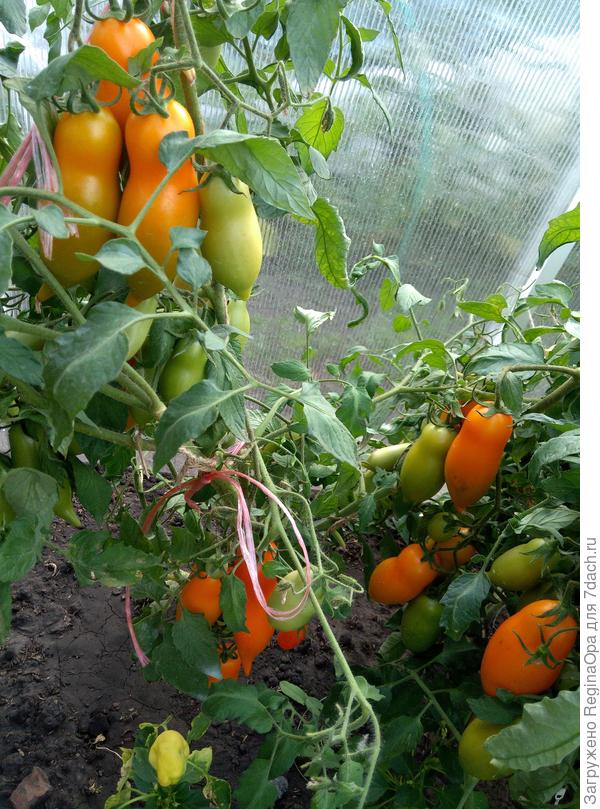 Томаты бананы