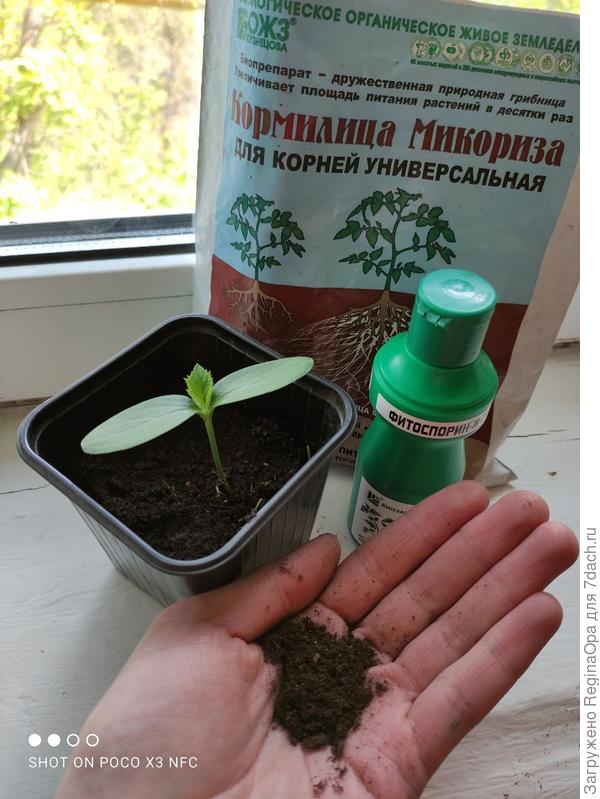 С самого начала помогаю растению