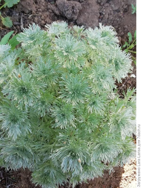 Вроде она, во всяком случае, на табличке Шмидт написано)