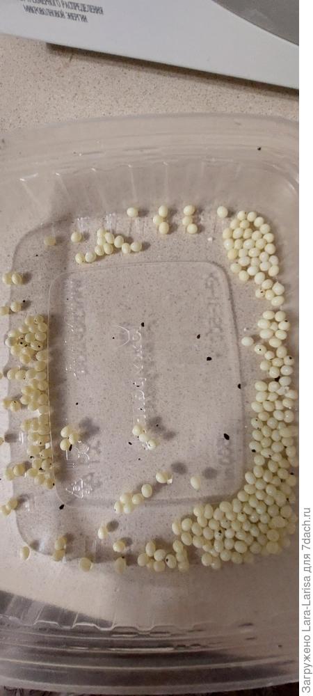 &quot;внучкИ&quot;))