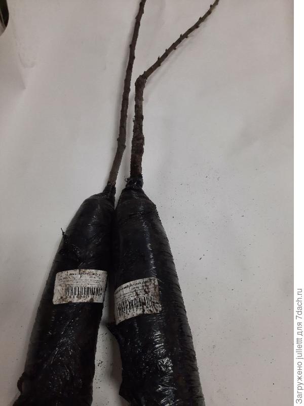 яблоня слива