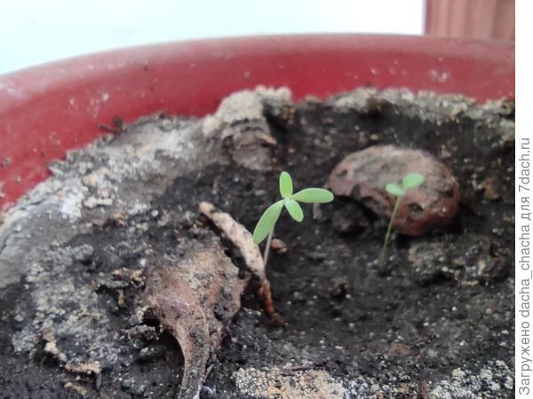 неопределено