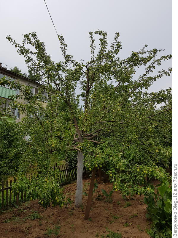 Само дерево