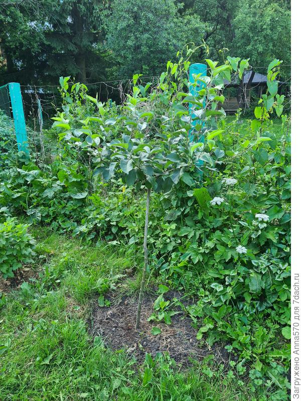 Общий вид саженца