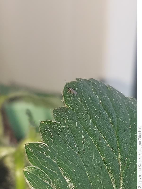 Он же на клубнике