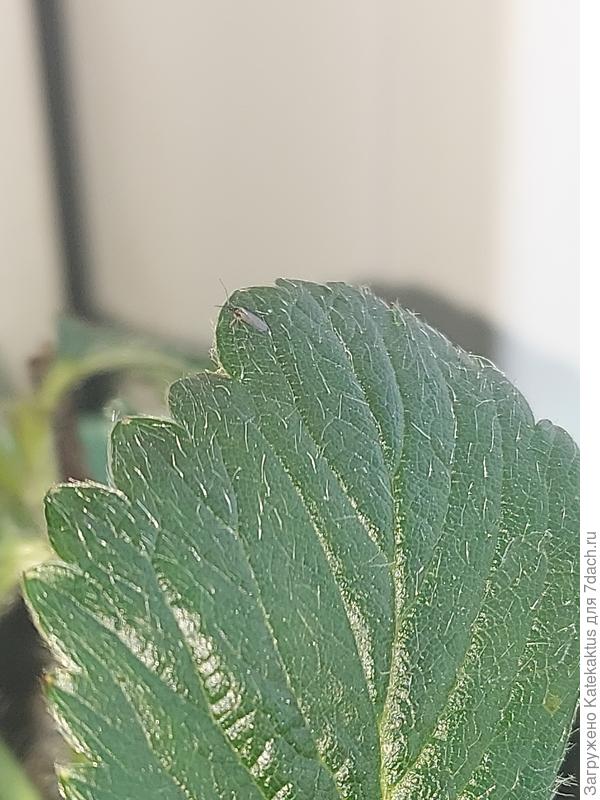 Попытки поймать в кадр!