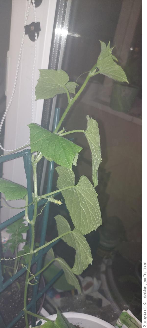 Первые завязи!