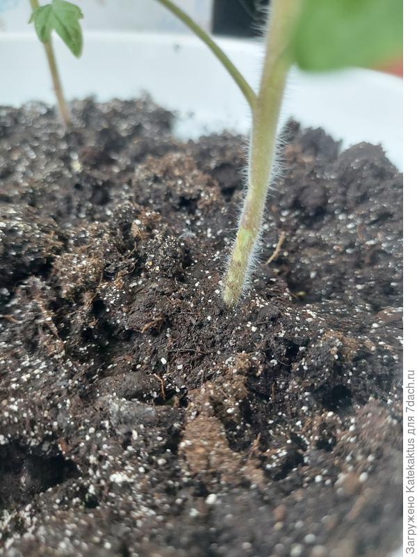 Вот так лучше вроде видно,  пока этот фоткала на втором нашла типа начала воздушных корешков, то-ли такая же бяка образуется(((